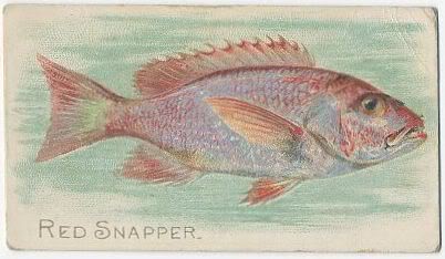 27 Red Snapper
